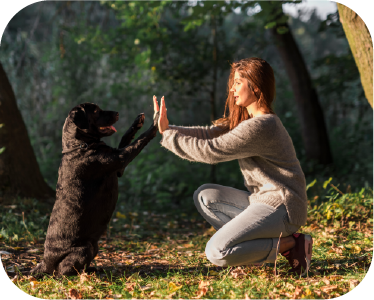 Dog and cat training center