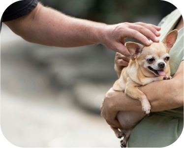 pet help center Punjab