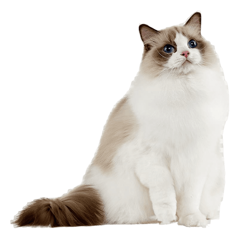 Cat Health and Wellness